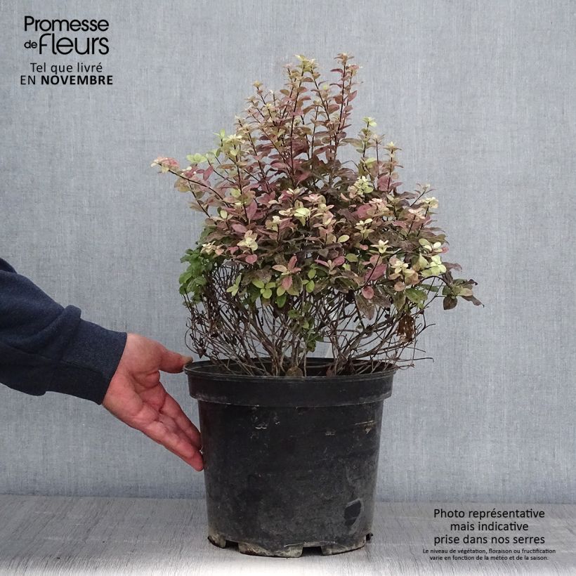 Esemplare di Pittosporum tenuifolium Tom Thumb Vaso da 6L/7L come consegnato in autunno