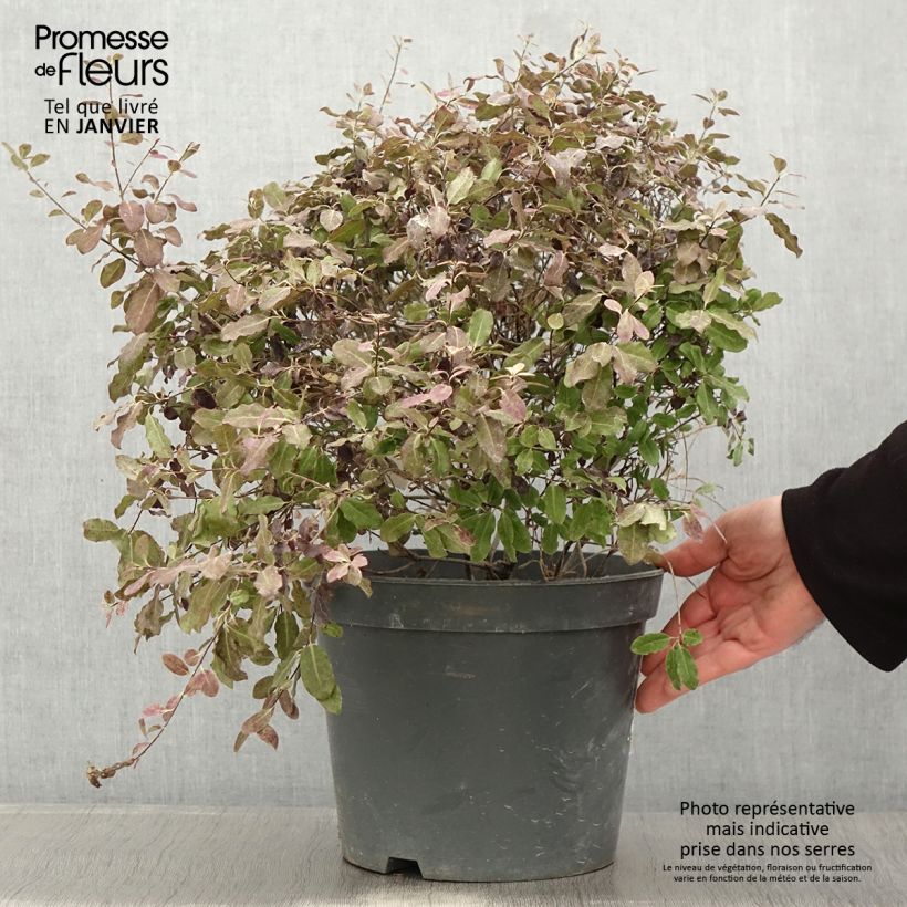 Pittosporum tenuifolium Tom Thumb Vaso da 6L/7L esemplare consegnato in inverno