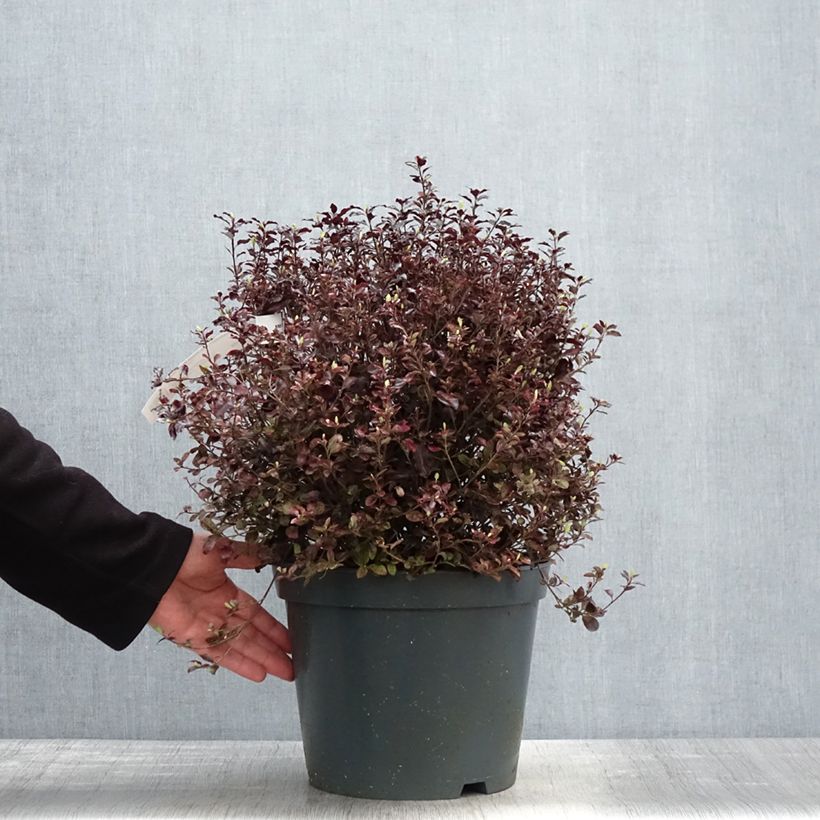 Pittosporum tenuifolium Tom Thumb Vaso da 6L/7L esemplare consegnato in primavera