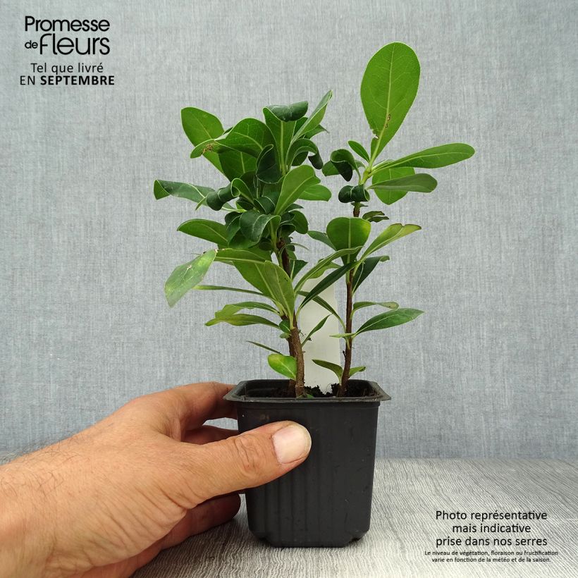 Esemplare di Pittosporum tobira - Pitosforo Vasetto da 8/9 cm come consegnato in autunno