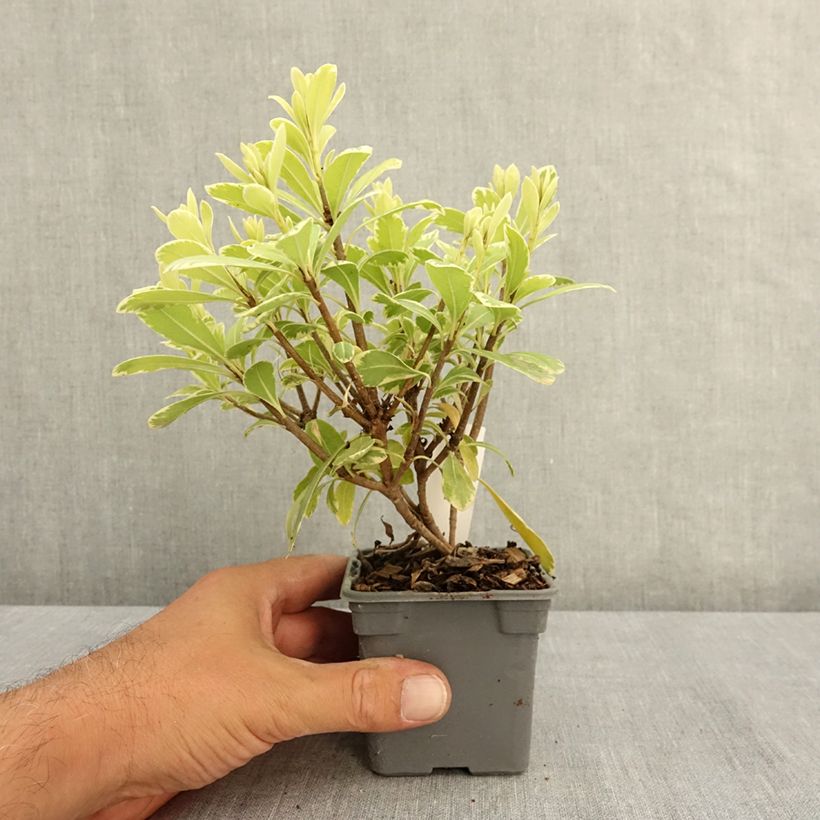 Esemplare di Pittosporum tobira var. nana Neige du Mont Ventoux Vasetto da 8/9 cm consegnato in estate