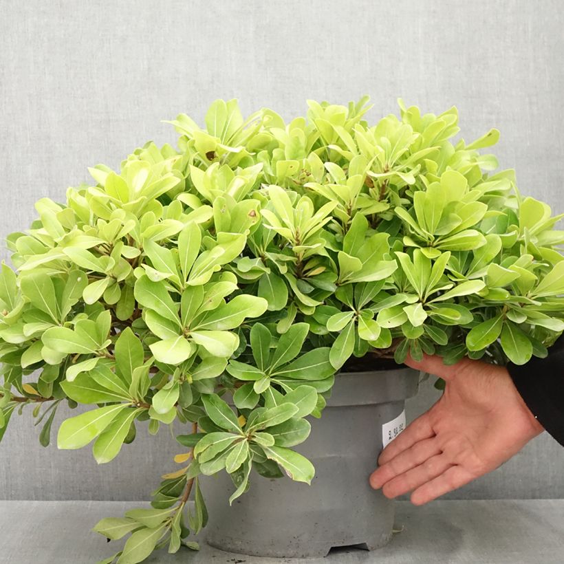 Esemplare di Pittosporum tobira Nanum Vaso da 7,5L/10L consegnato in estate
