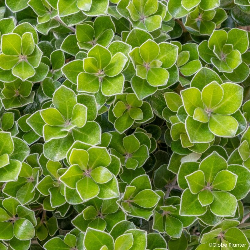 Pittosporum crassifolium Pot Belly (Fogliame)