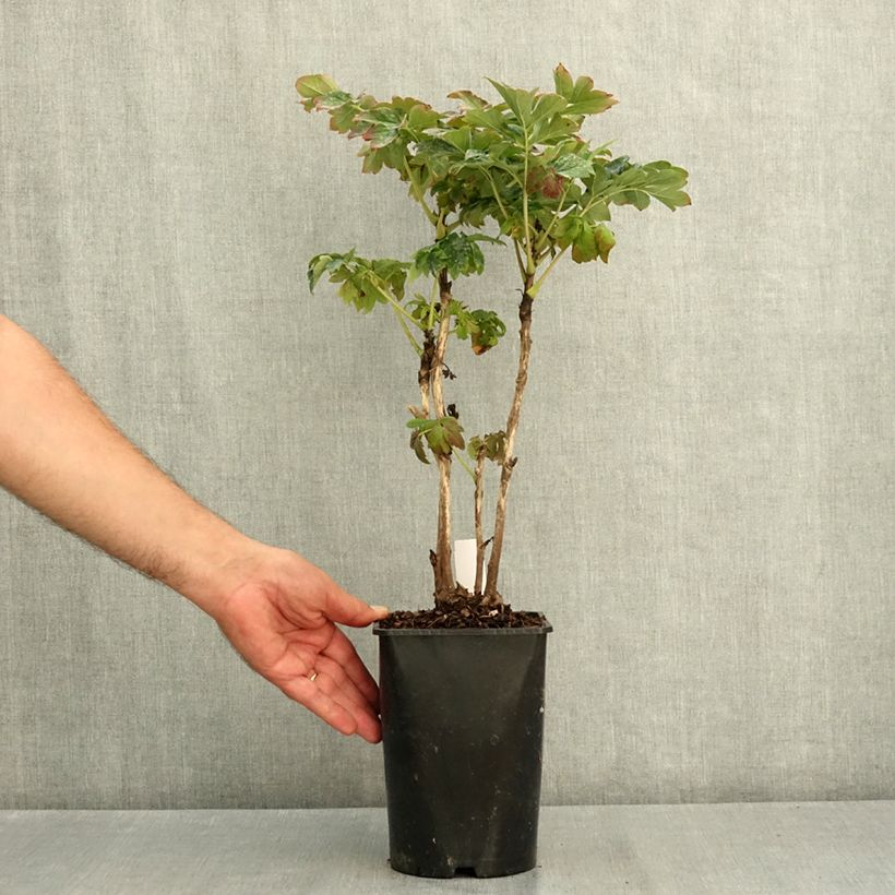 Esemplare di Peonia arborea Lu He Hong Vaso da 2L/3L consegnato in estate