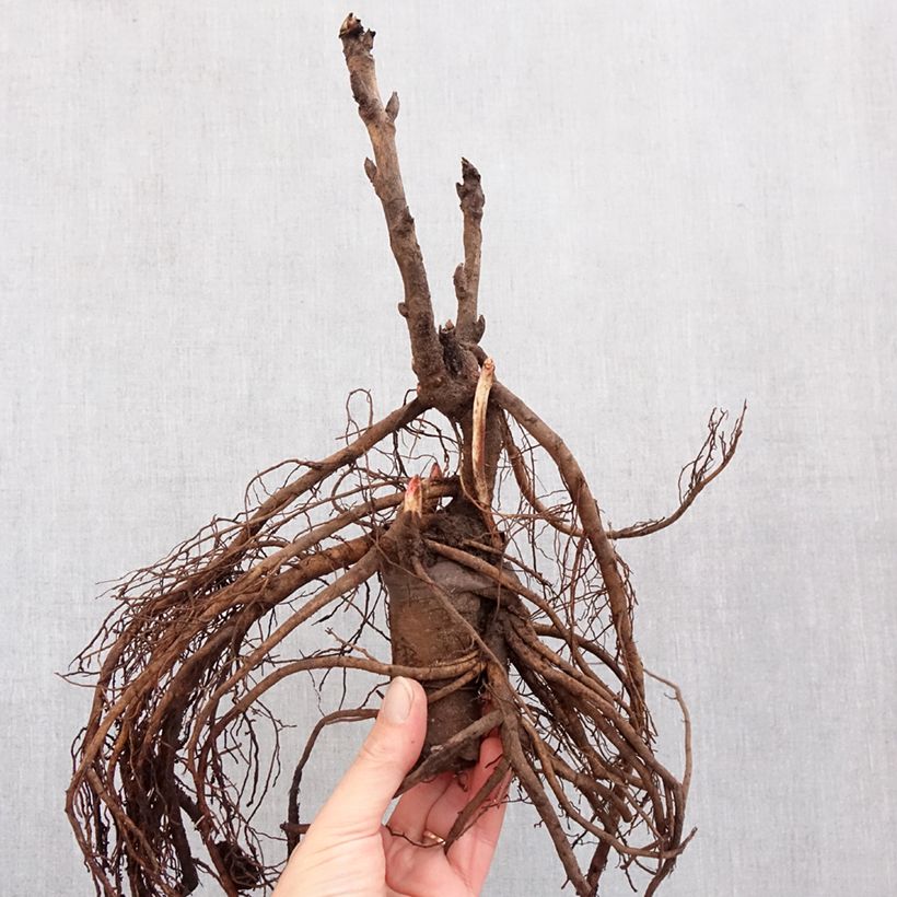 Peonia arborea Camouflage (Dao Jin) - Paeonia suffruticosa Cespo 3/5 occhi esemplare consegnato in inverno