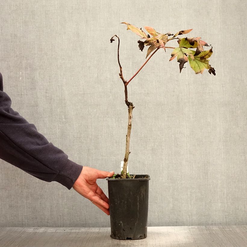 Esemplare di Peonia arborea Jin Ge Vaso da 2L/3L come consegnato in autunno