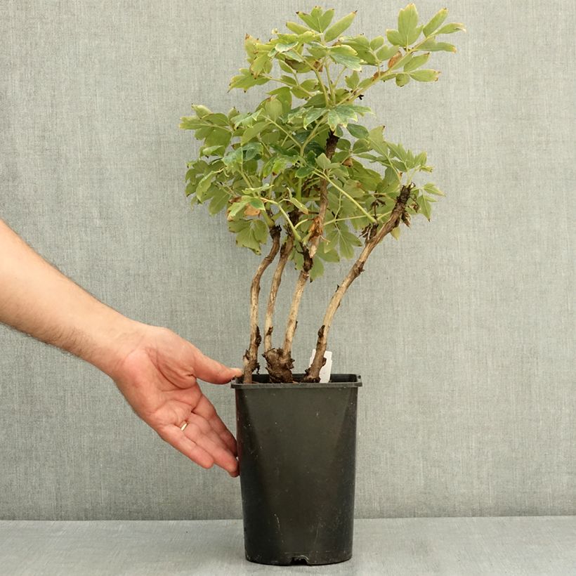 Esemplare di Peonia arborea Rou Fu Rong Vaso da 2L/3L consegnato in estate