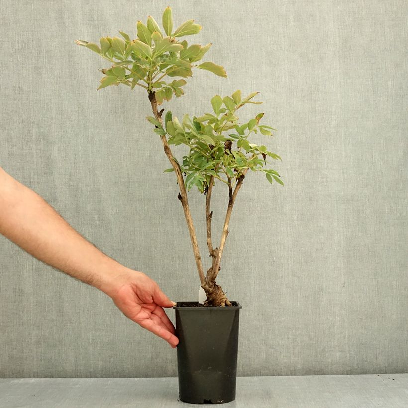 Esemplare di Peonia arborea Xue Ta Vaso da 2L/3L consegnato in estate