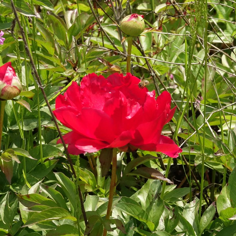 Peonia erbacea Blaze (Fioritura)