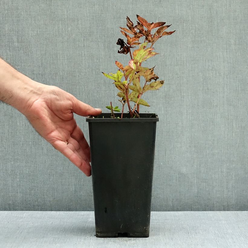 Esemplare di Peonia erbacea Blaze Vaso da 3L/4L come consegnato in autunno