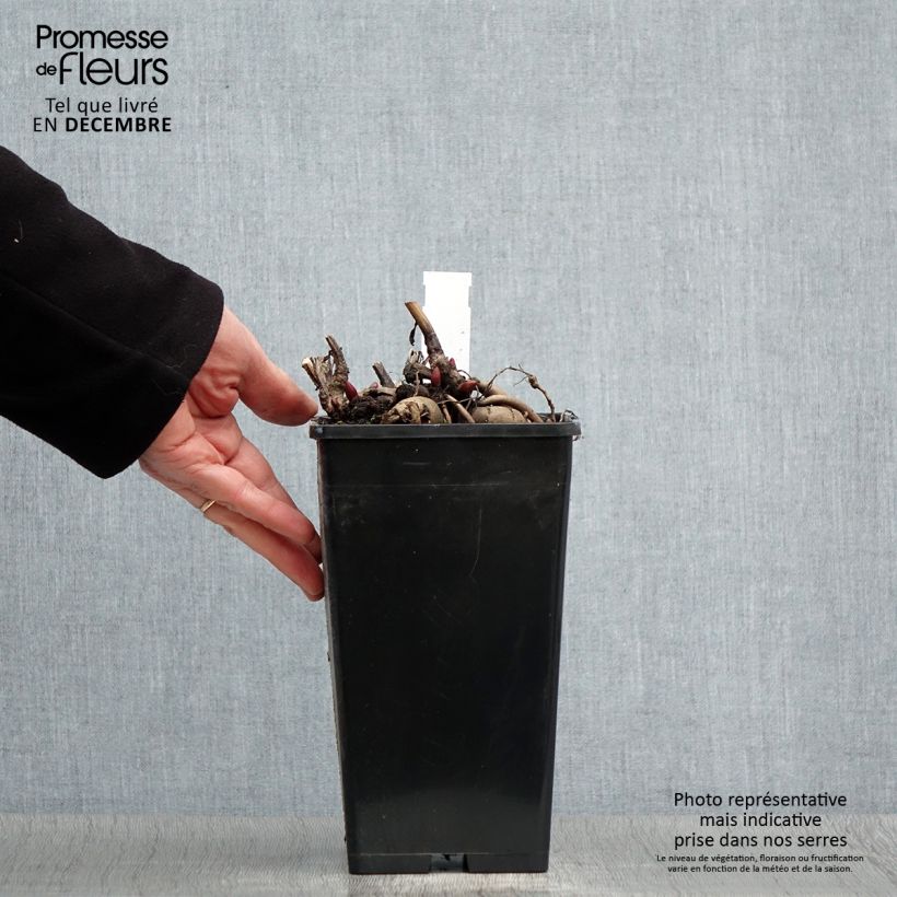 Peonia erbacea Blaze Vaso da 3L/4L esemplare consegnato in inverno