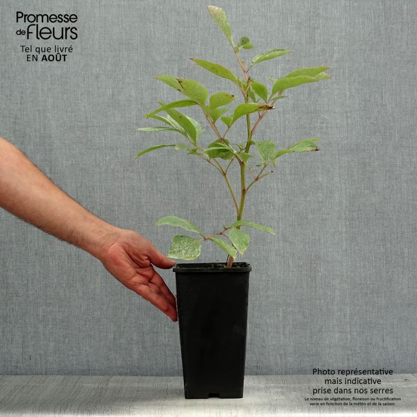 Esemplare di Peonia erbacea Claire de Lune Vaso da 3L/4L consegnato in estate