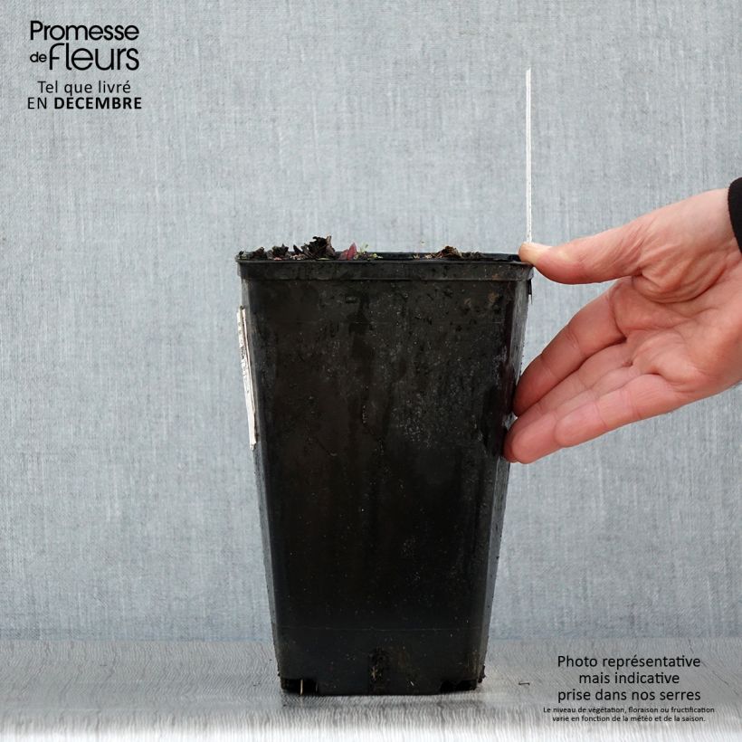 Peonia erbacea Claire de Lune Vaso da 3L/4L esemplare consegnato in inverno