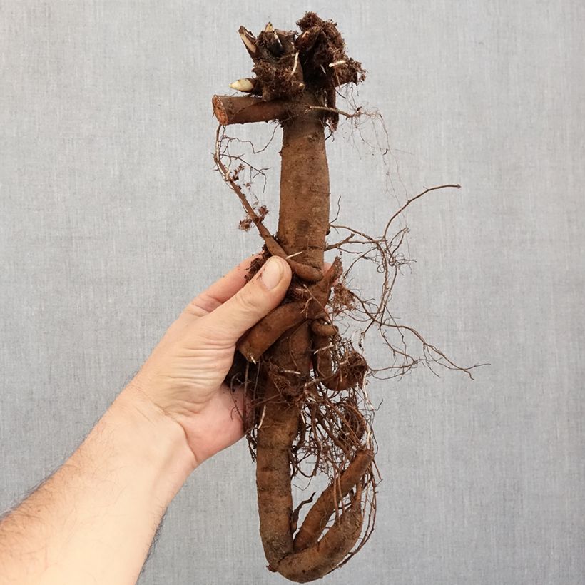 Peonia erbacea Claire de Lune Cespo 3/5 occhi esemplare consegnato in inverno