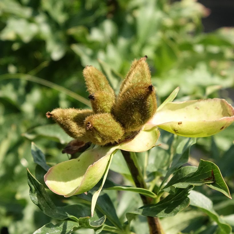 Peonia erbacea Coral Sunset (Raccolta)