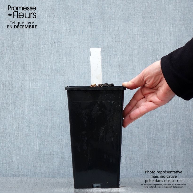 Peonia erbacea Coral Sunset Vaso da 3L/4L esemplare consegnato in inverno