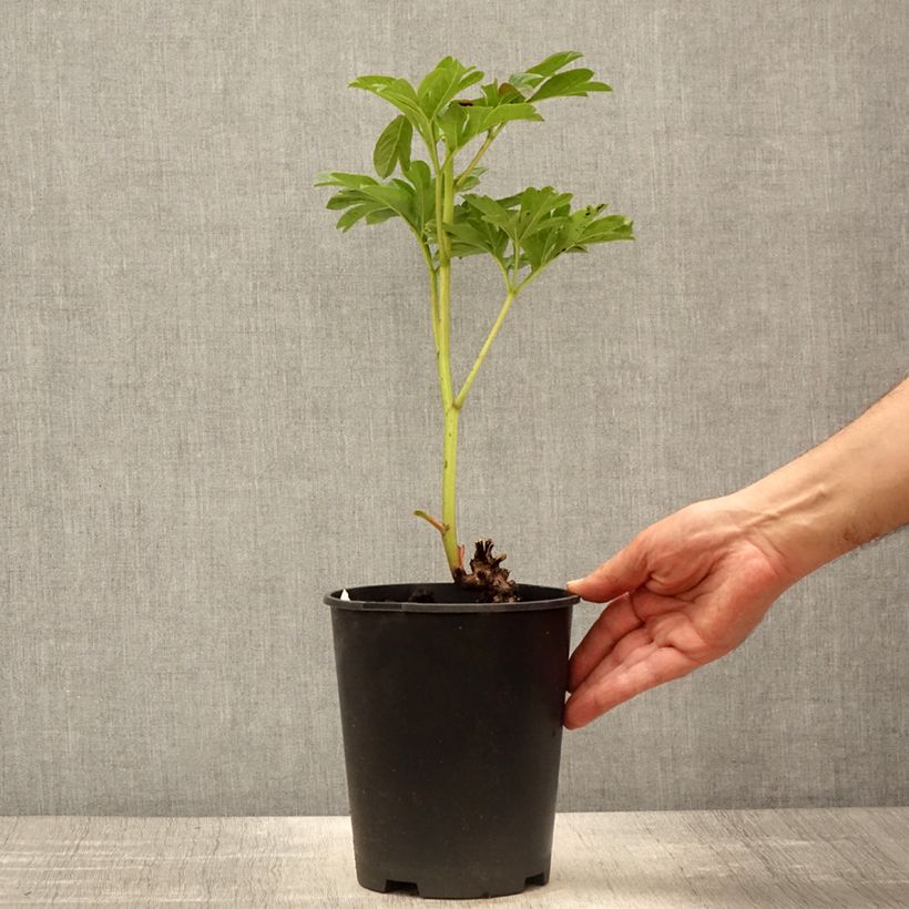 Peonia erbacea Coral Sunset Vaso da 3L/4L esemplare consegnato in primavera