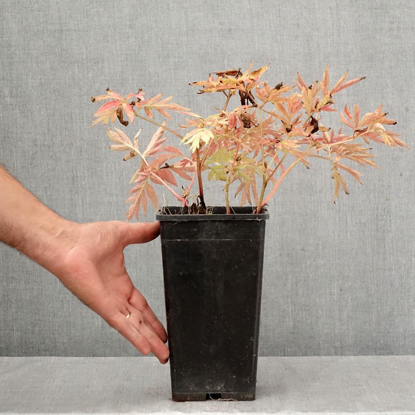 Esemplare di Paeonia emodi Late Windflower - Peonia erbacea Vaso da 3L/4L come consegnato in autunno