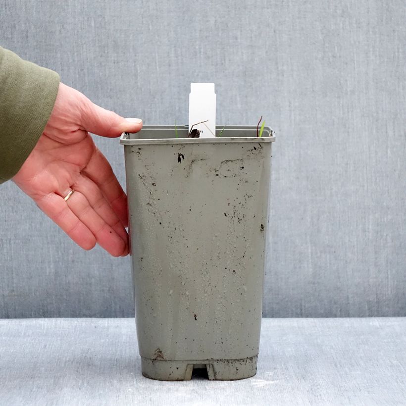 Paeonia emodi Late Windflower - Peonia erbacea Vaso da 3L/4L esemplare consegnato in inverno