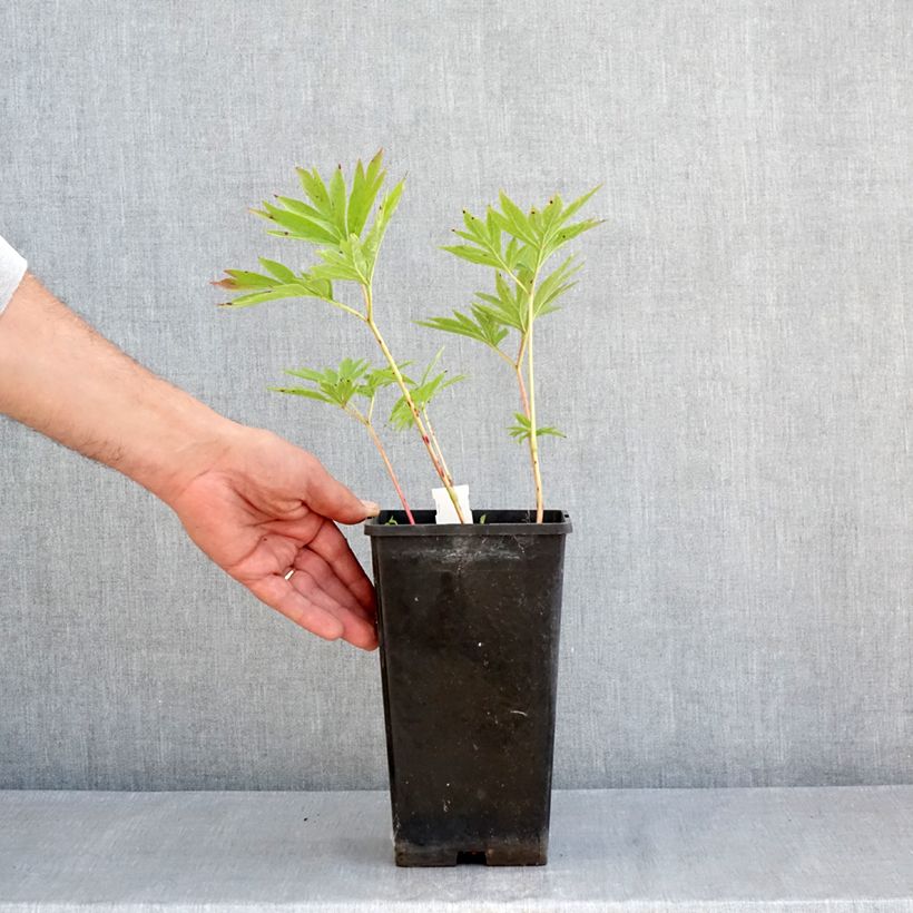 Paeonia emodi Late Windflower - Peonia erbacea Vaso da 3L/4L esemplare consegnato in primavera