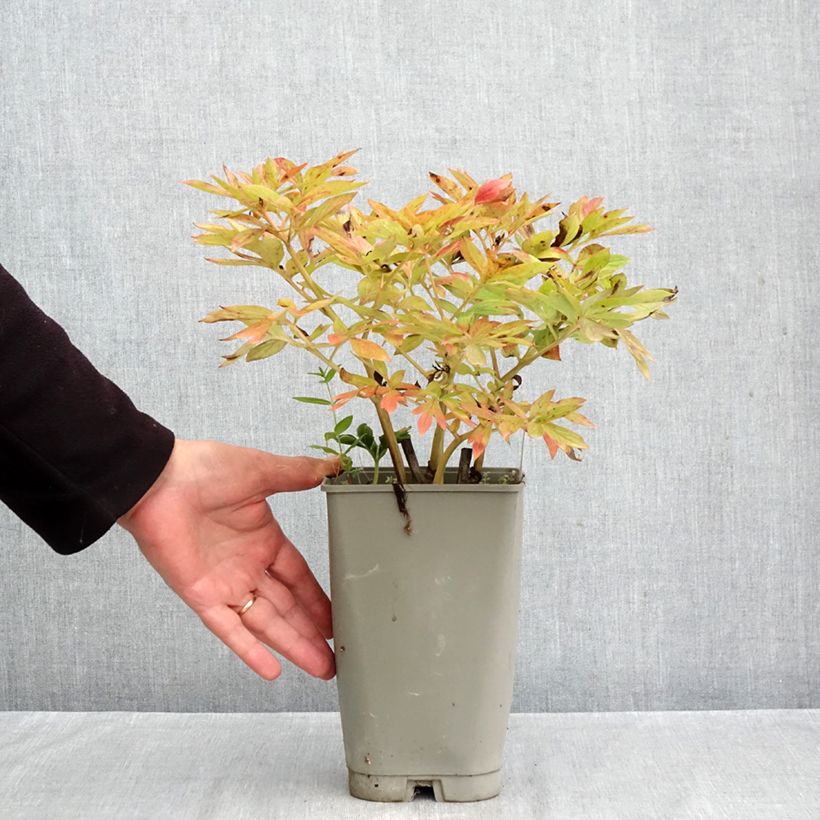 Esemplare di Peonia erbacea Flame Vaso da 3L/4L come consegnato in autunno