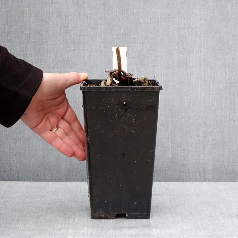 Peonia erbacea Flame Vaso da 3L/4L esemplare consegnato in inverno