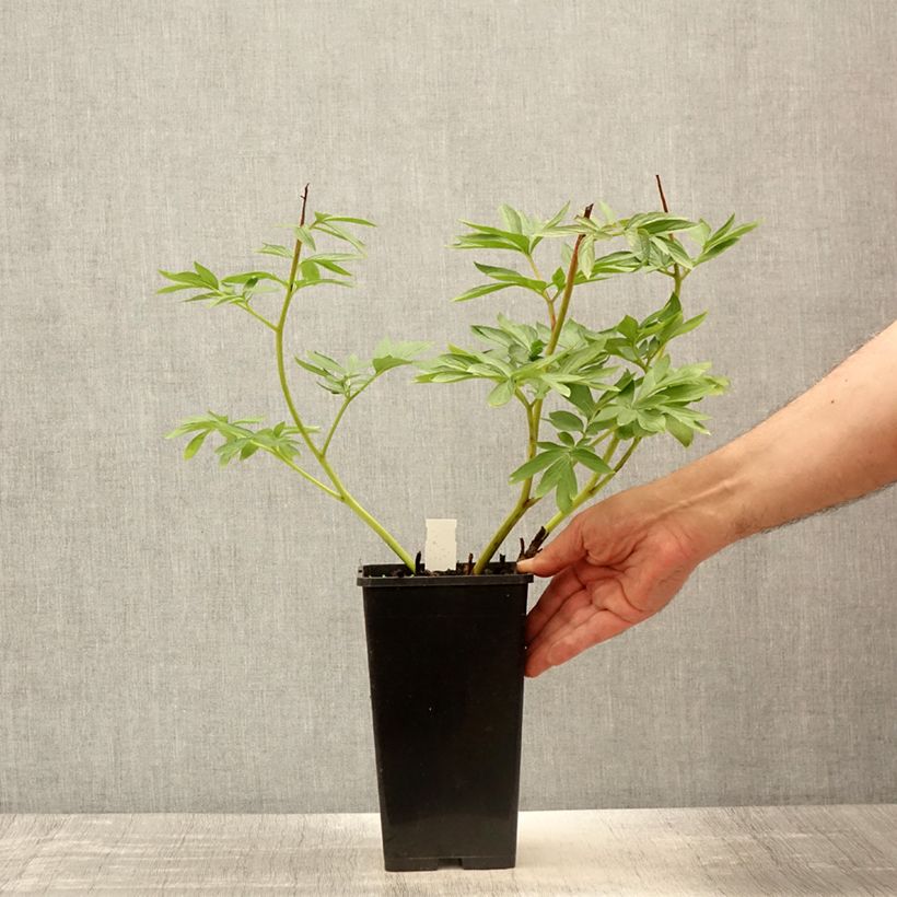 Esemplare di Peonia erbacea Flame Vaso da 3L/4L consegnato in estate