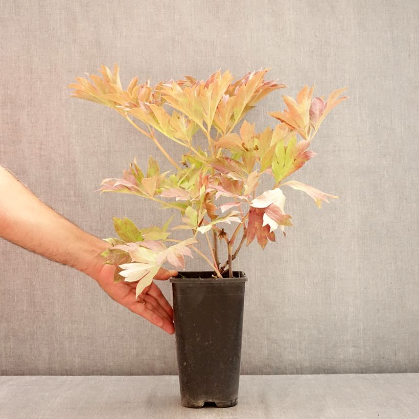 Esemplare di Peonia Itoh Bartzella Vaso da 3L/4L consegnato in estate