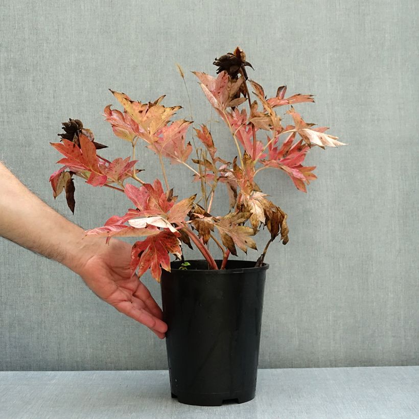 Esemplare di Peonia Itoh Bartzella Vaso da 7,5L/10L come consegnato in autunno