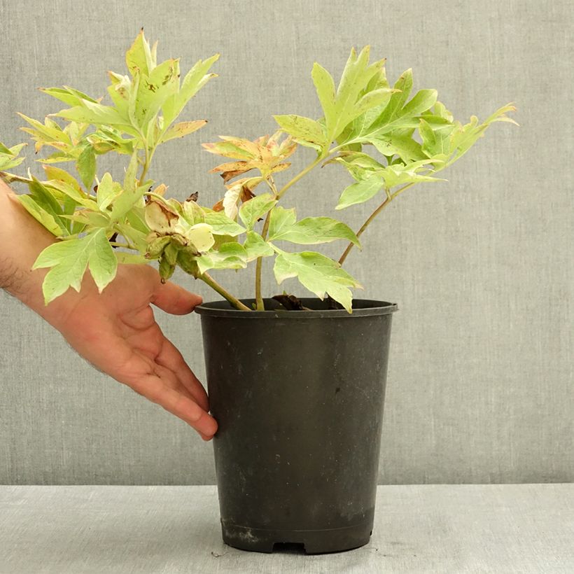 Esemplare di Peonia Itoh Bartzella Vaso da 7,5L/10L consegnato in estate
