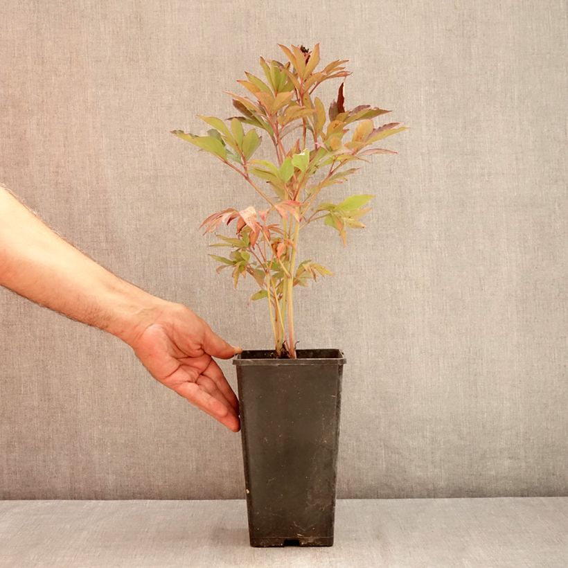 Esemplare di Peonia Itoh Callies Memory Vaso da 3L/4L consegnato in estate