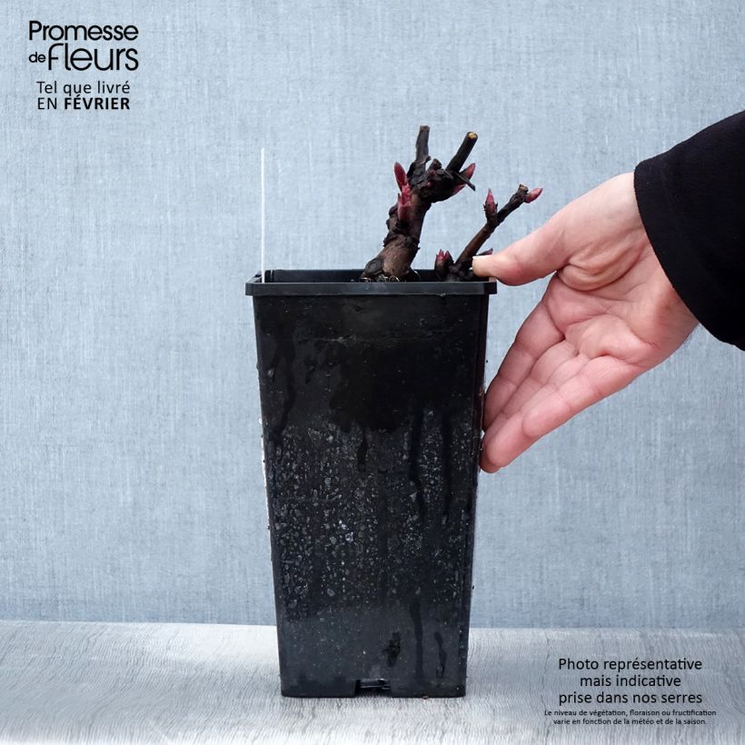 Peonia Itoh Canary Brillant Vaso da 3L/4L esemplare consegnato in inverno