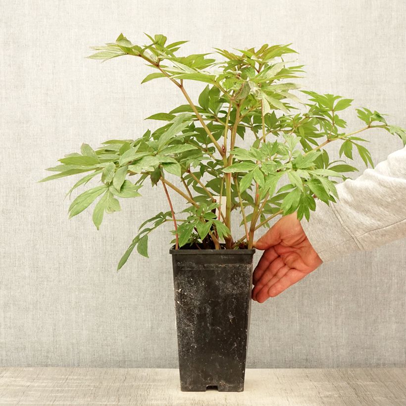 Peonia Itoh Canary Brillant Vaso da 3L/4L esemplare consegnato in primavera