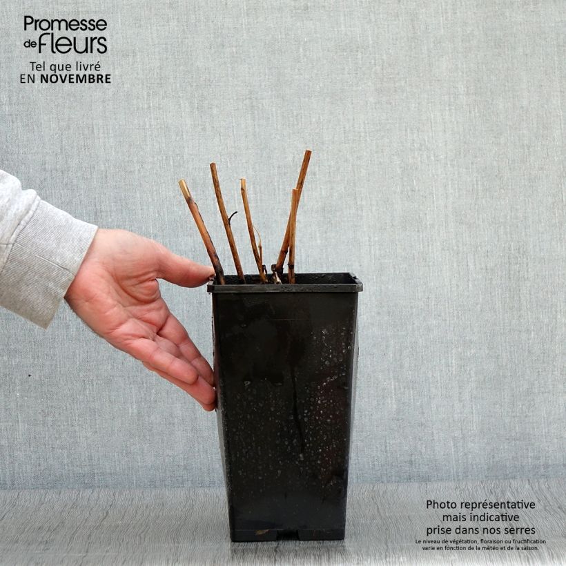 Esemplare di Peonia Itoh Cora Louise Vaso da 3L/4L come consegnato in autunno