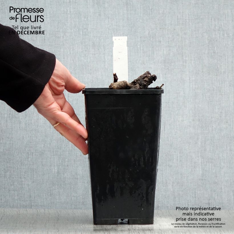 Peonia Itoh First Arrival Vaso da 3L/4L esemplare consegnato in inverno