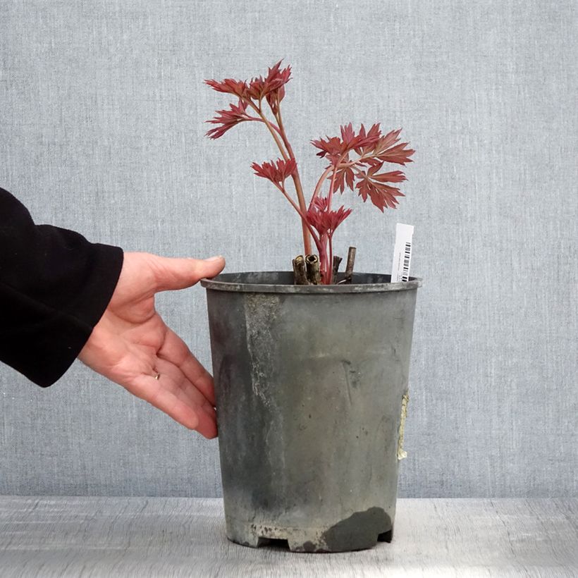 Peonia Itoh First Arrival Vaso da 3L/4L esemplare consegnato in primavera