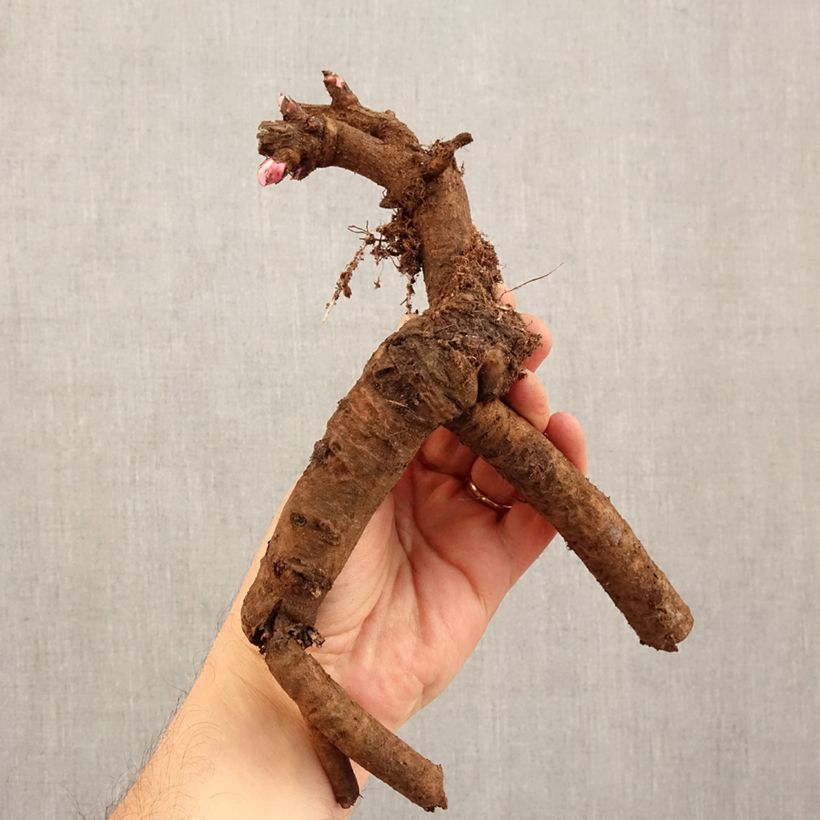 Peonia Itoh First Arrival Cespo 3/5 occhi esemplare consegnato in inverno