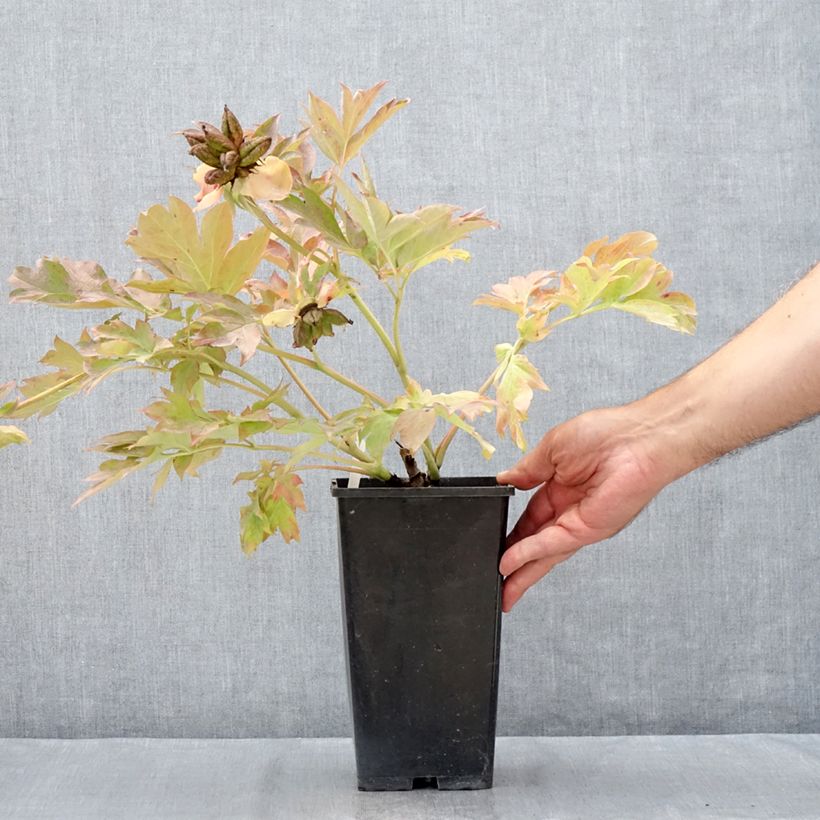 Esemplare di Peonia Itoh Garden Treasure Vaso da 4L/5L consegnato in estate