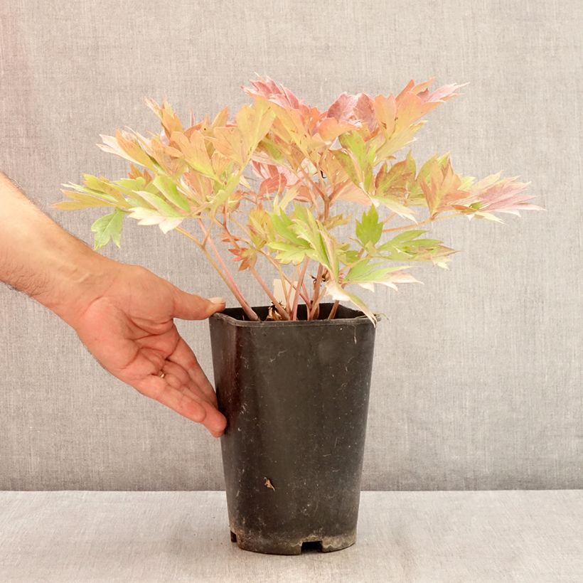 Esemplare di Peonia Itoh Hillary Vaso da 3L/4L consegnato in estate