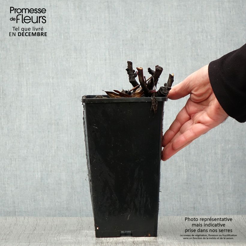 Peonia Itoh Julia Rose Vaso da 2L/3L esemplare consegnato in inverno