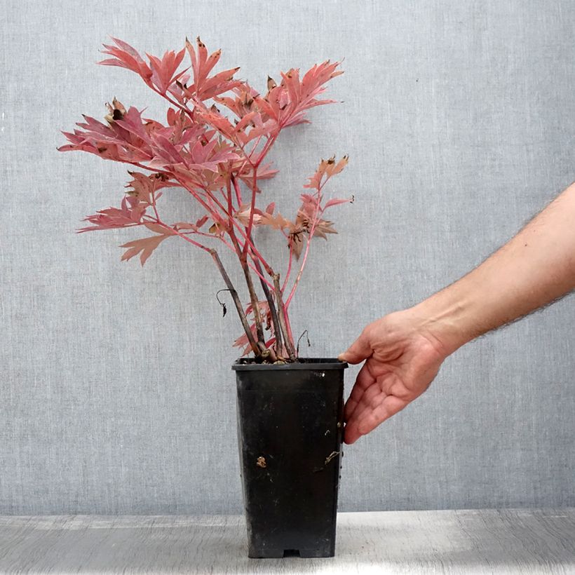 Esemplare di Peonia Itoh Julia Rose Vaso da 2L/3L come consegnato in autunno