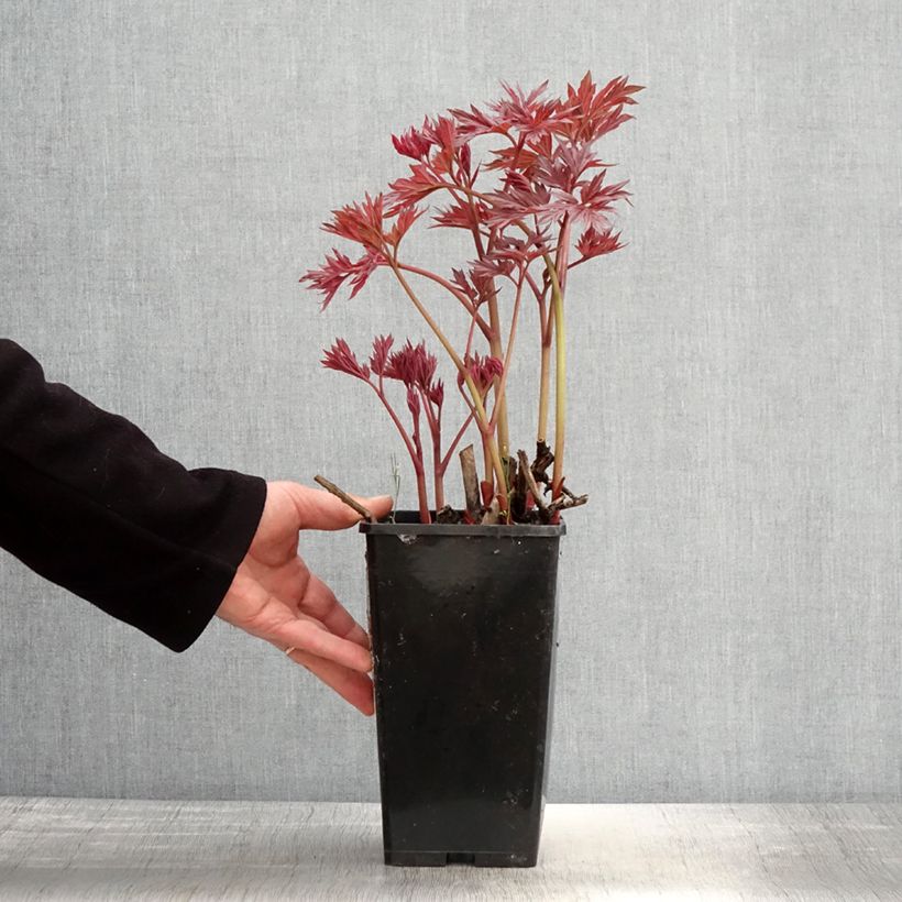 Peonia Itoh Julia Rose Vaso da 2L/3L esemplare consegnato in primavera