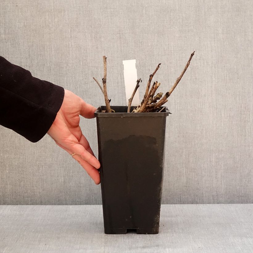 Peonia Itoh Old Rose Dandy Vaso da 3L/4L esemplare consegnato in inverno