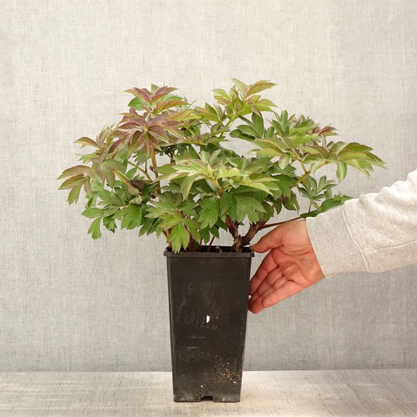 Peonia Itoh Old Rose Dandy Vaso da 3L/4L esemplare consegnato in primavera