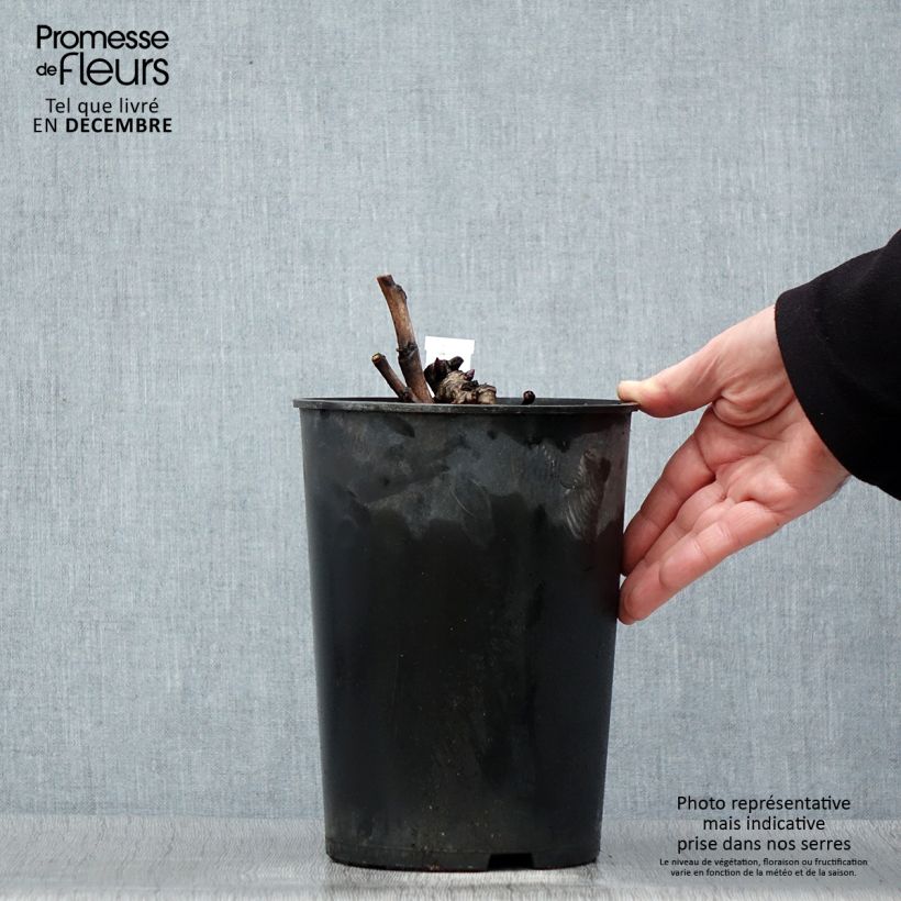 Peonia Itoh Pastel Splendor Vaso da 2L/3L esemplare consegnato in inverno