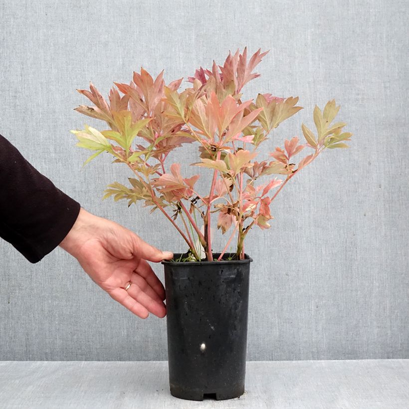 Esemplare di Peonia Itoh Pink Ardour Vaso da 3L/4L come consegnato in autunno