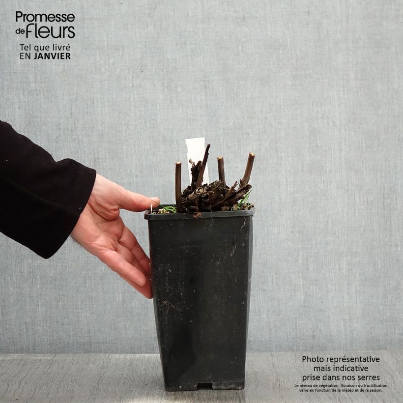 Peonia Itoh Pink Ardour Vaso da 3L/4L esemplare consegnato in inverno