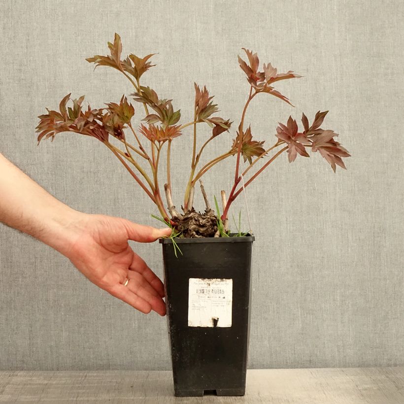Esemplare di Peonia Itoh Pink Ardour Vaso da 3L/4L consegnato in estate