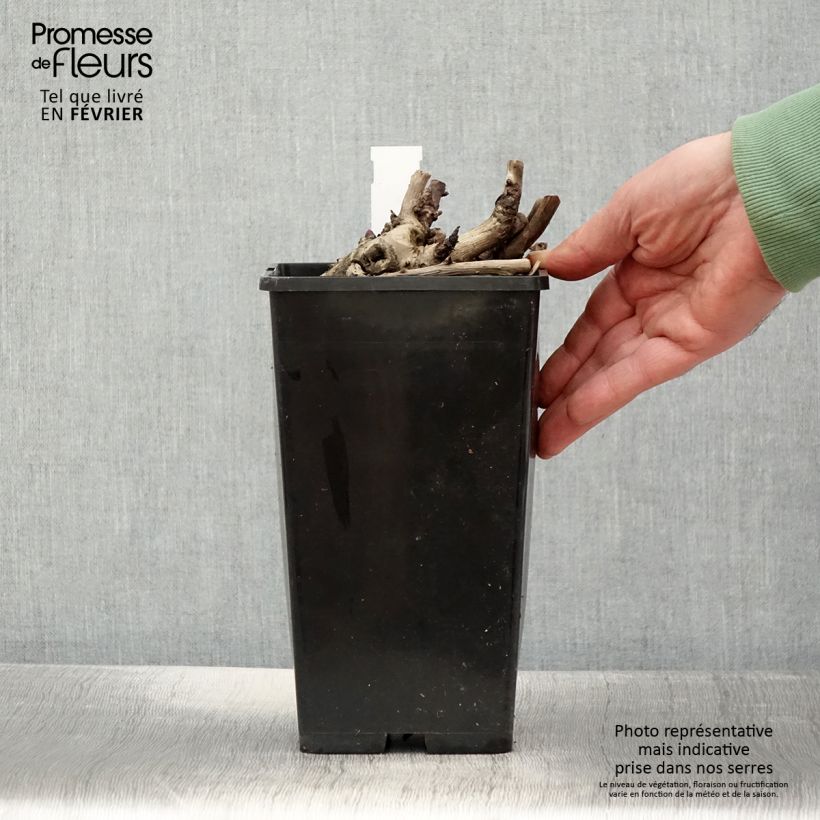 Peonia Itoh Scarlet Heaven Vaso da 2L/3L esemplare consegnato in inverno