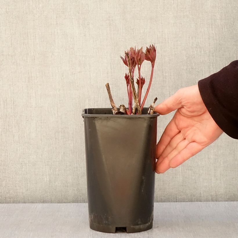 Peonia Itoh Scarlet Heaven Vaso da 2L/3L esemplare consegnato in primavera